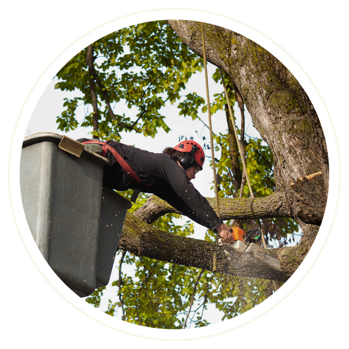 Winter Springs - Image 2.png