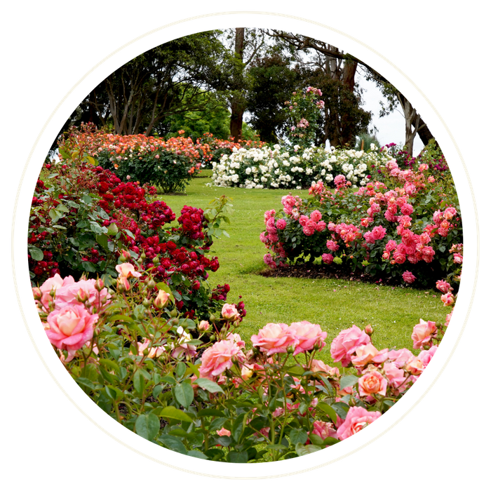 Winter Garden - Image 1.png