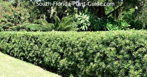 podocarpus-hedge-500.jpg