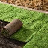Bahia sod Bahia sod