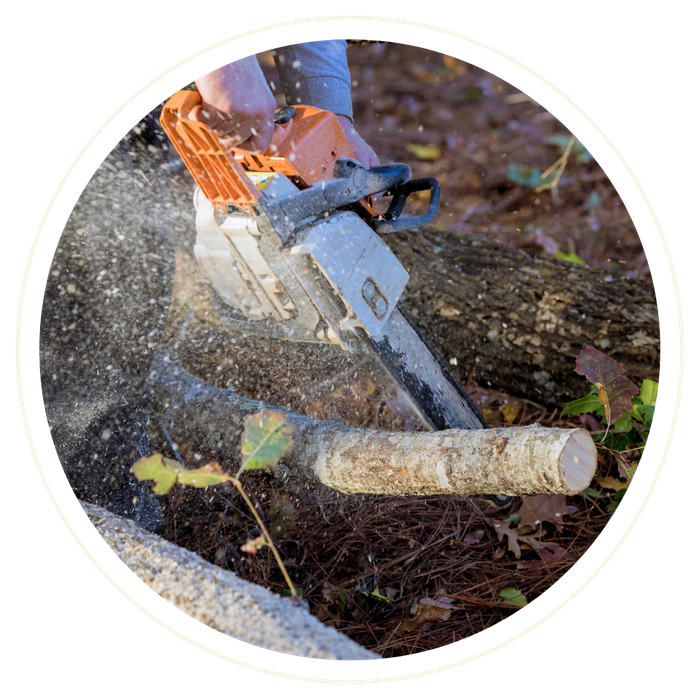 Mount Dora - Image 2.png