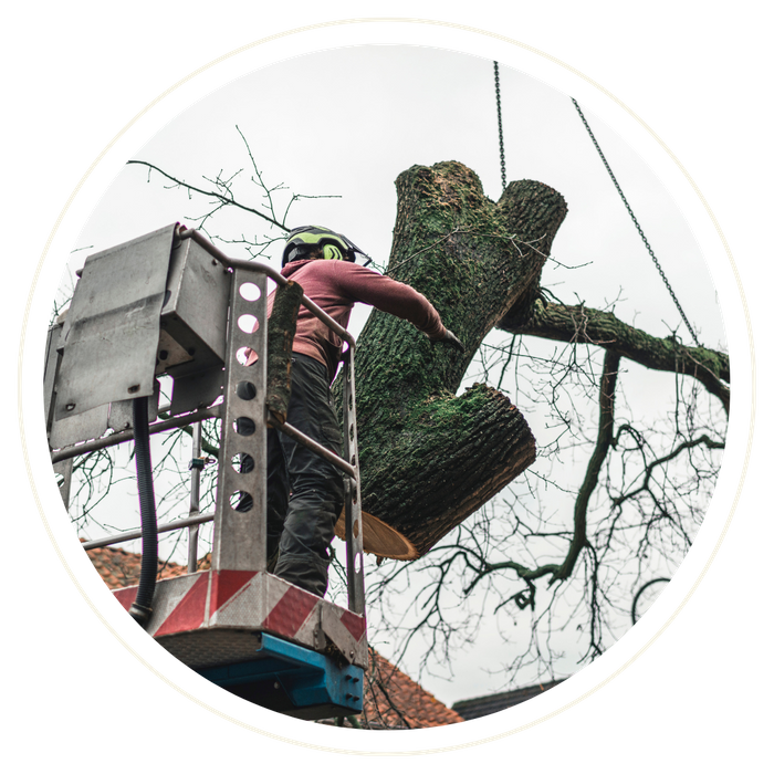 Edgewood - Image 4.png