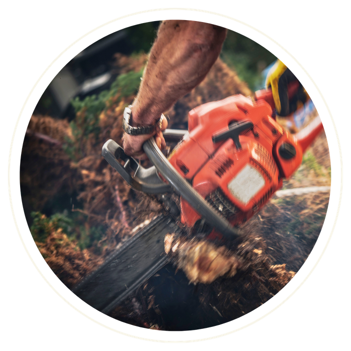 Minneola - Image 2.png