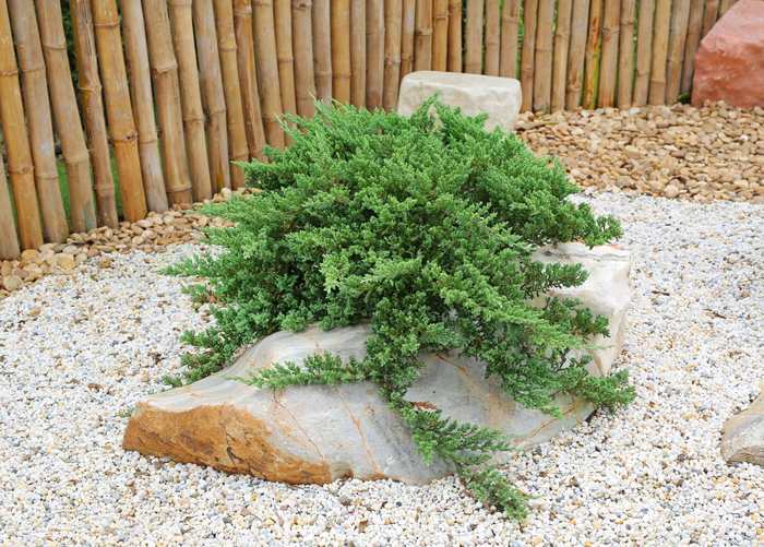 juniper.jpeg
