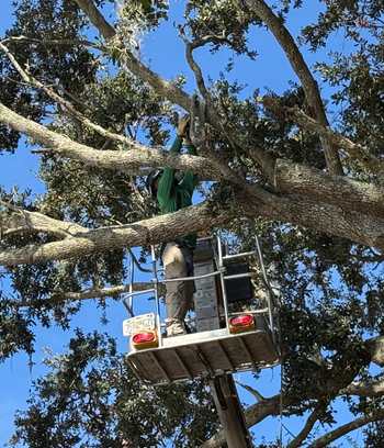 tree trimming - central florida