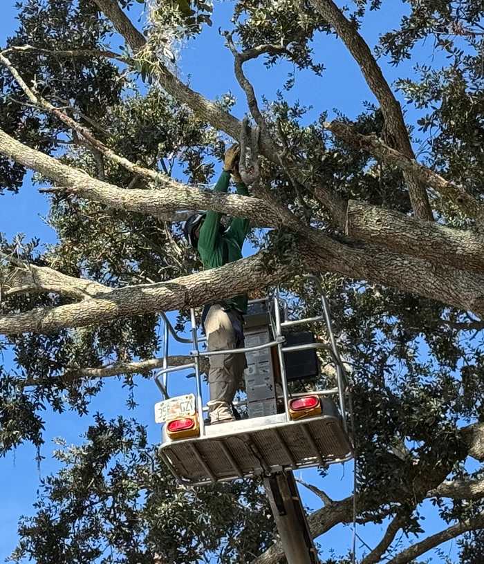 tree trimming - central florida