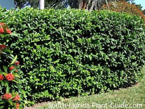 viburnum-odoratissimum-hedge-500.jpg