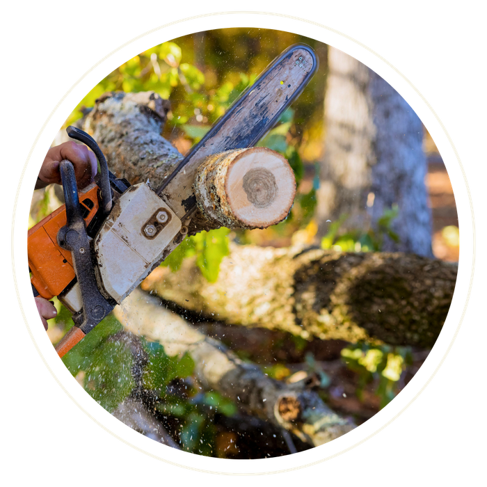 Oakland - Image 2.png