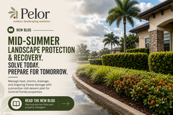 Mid-Summer Commercial Landscape Protection & Recovery in central florida blog post