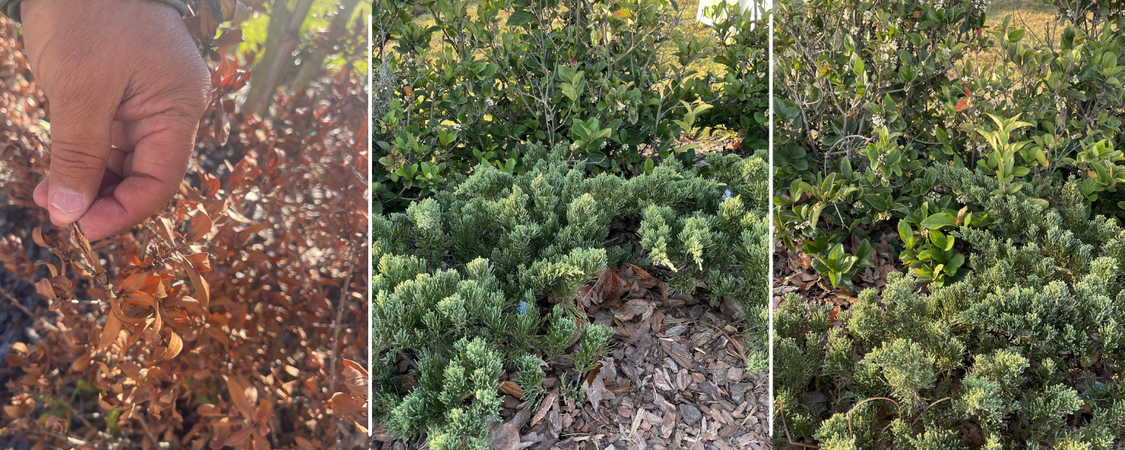 frost proof plants and trees - central fl