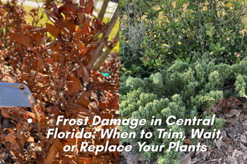 changing frost damaged trees_FL.png