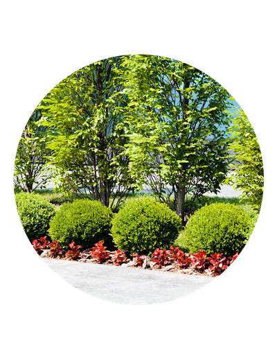 lawn shrubs landscaping in central florida