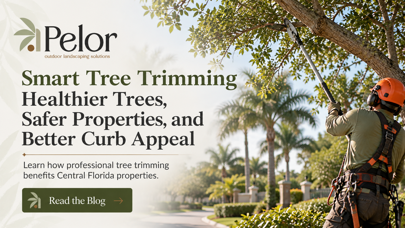 Smart Tree Trimming in Central Florida blog post