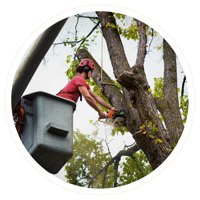 Oviedo - Image 2.png