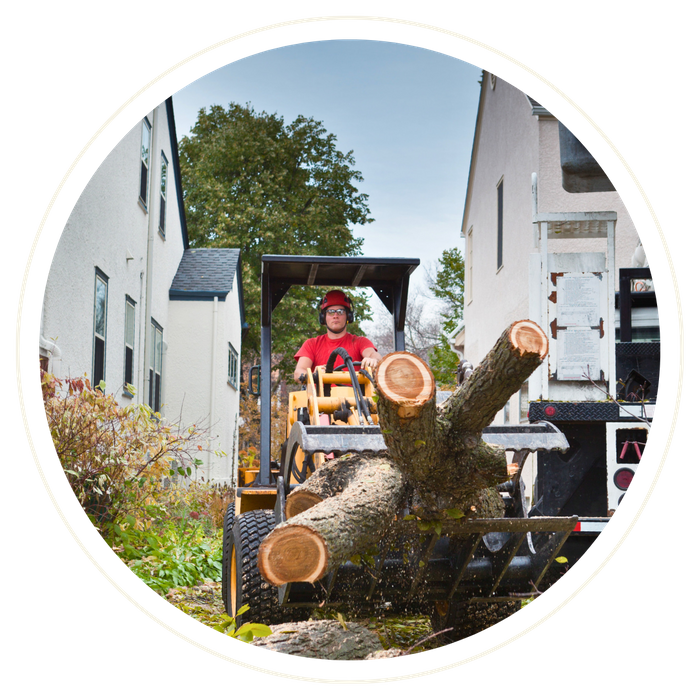 Tavares - Image 2.png