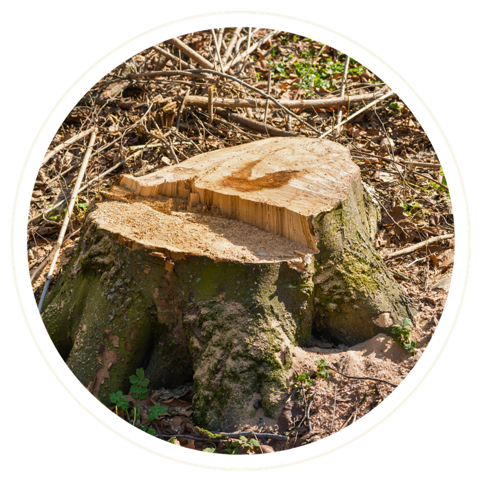 Markham Woods Corridor - Image 2.png