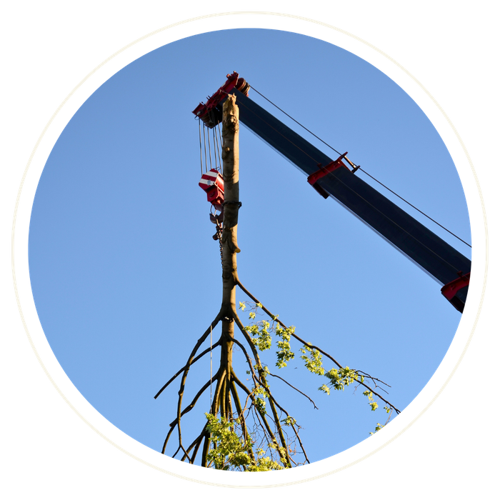 Lake County - Image 2.png