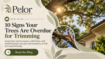10 signs your trees are overdue for trimming