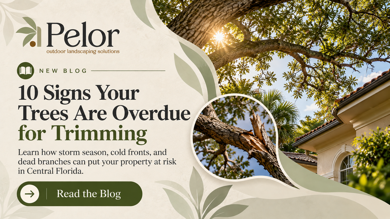 10 signs your trees are overdue for trimming