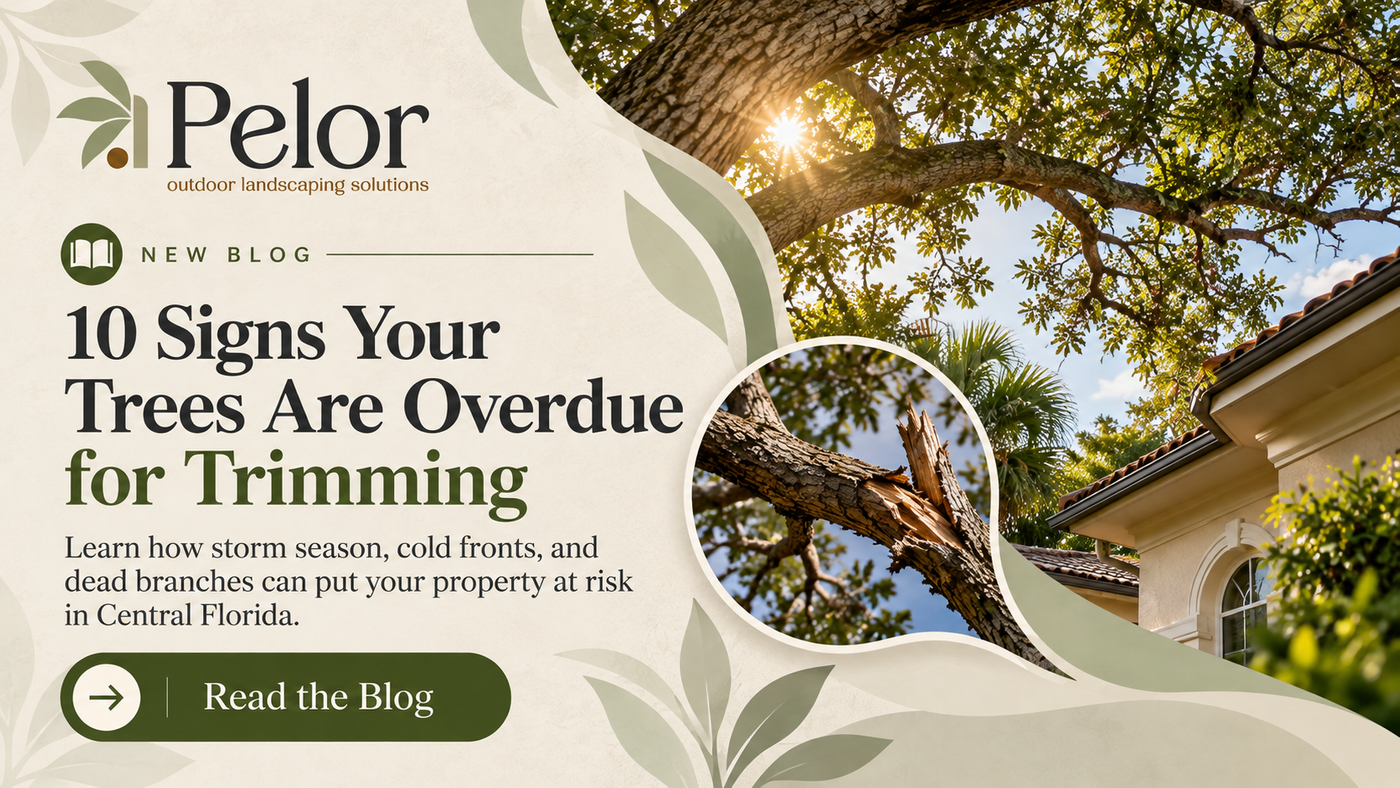 10 signs your trees are overdue for trimming