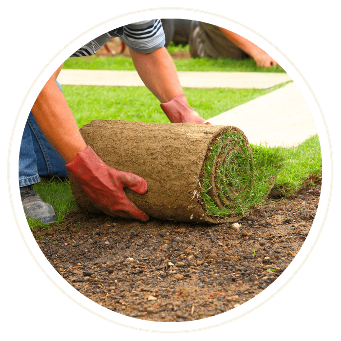 new roll of sod