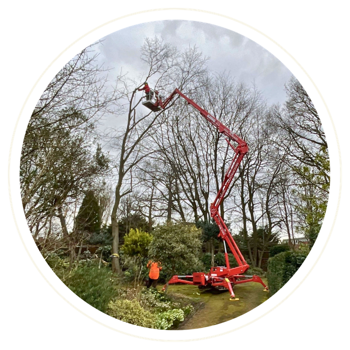 Poinciana - Image 2.png