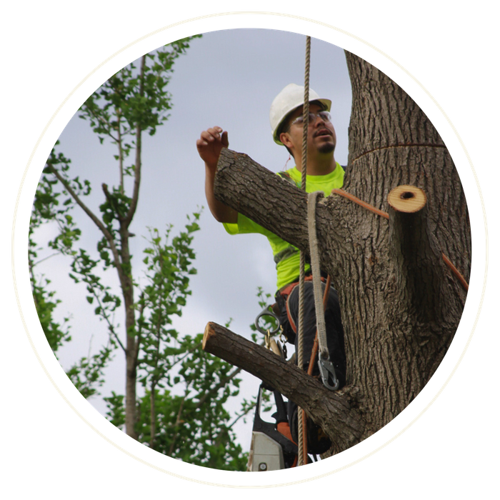 Alaqua - Image 2.png