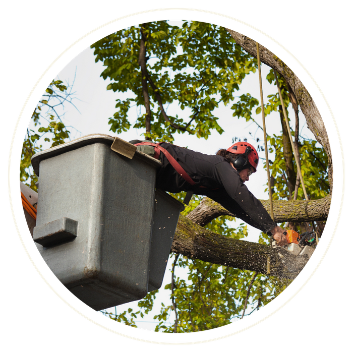 Chuluota - Image 2.png