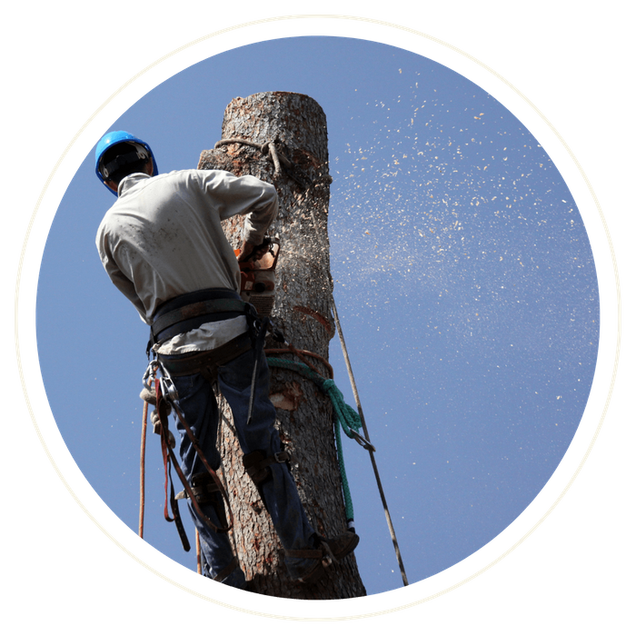 a man removing a tree Brevard4.png
