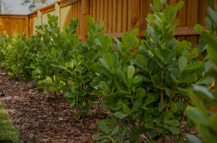 shrubs.png