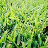 St. Augustine sod
