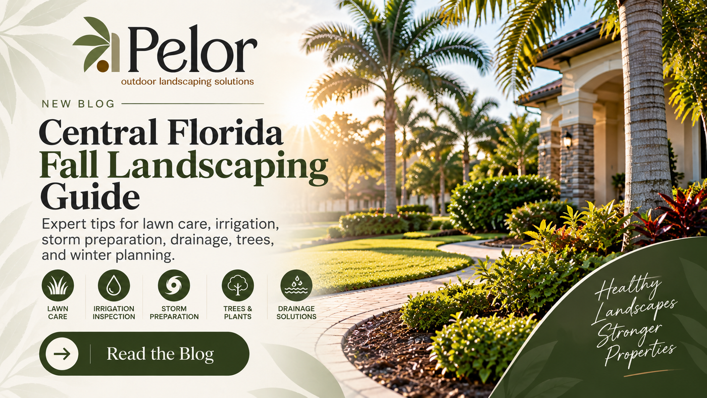 Central Florida fall landscaping guide from Pelor Outdoor covering lawn care, irrigation, storm preparation, drainage, trees, and seasonal landscape maintenance.