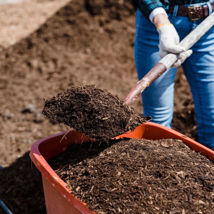 mulch in wheelbarrow mulch in wheelbarrow