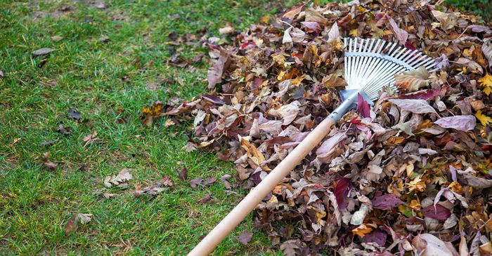 Rake on top of leafs