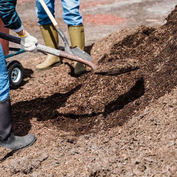 shoveling mulch shoveling mulch