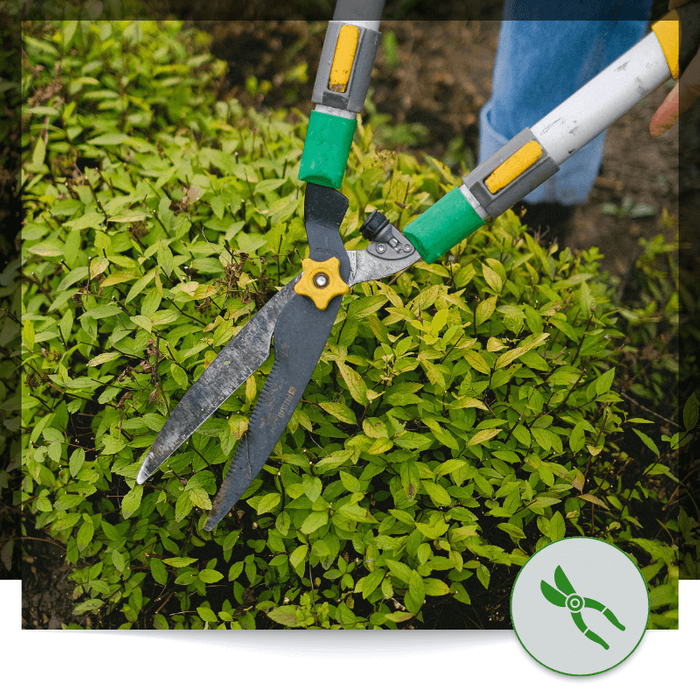 Lawn Care Image 4.png
