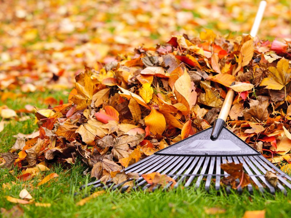 Fall 5.jpg
