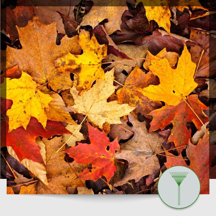 FALL_IMG-1.jpg