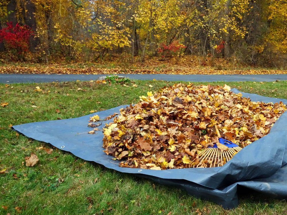 Fall 2.jpg