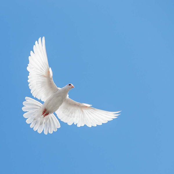 white dove flying in a blue sky