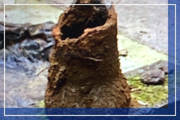 Rotted sewer drainage