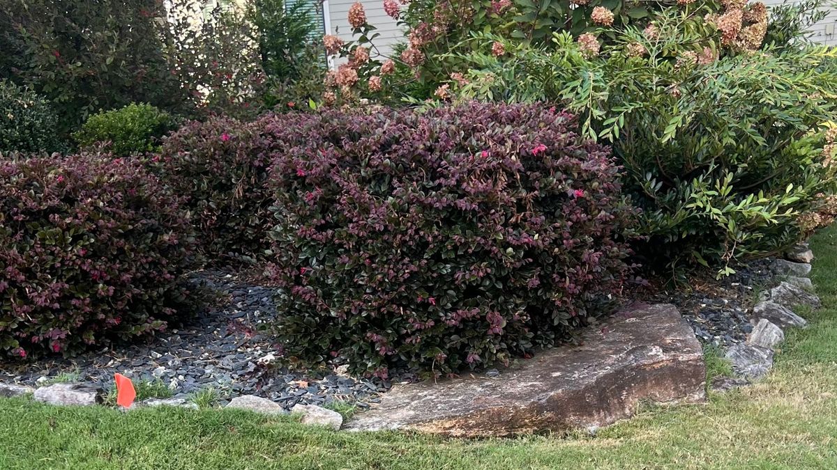 What Can I Safely Plant Over My Septic Drain Field hero.jpg