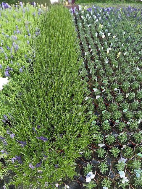 LAVENDER PLANTS.jpeg