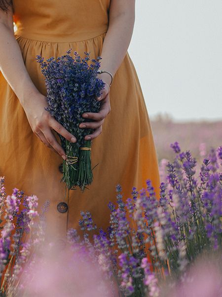 Woman holding fresh bouquet of lavender