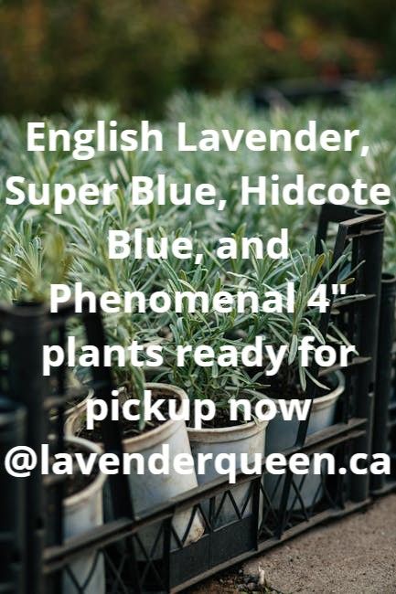 plants.jpeg