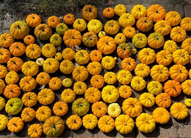 Pumpkins.jpg