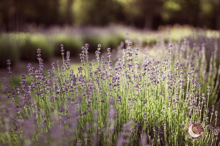 Lavender Field Photography.jpg