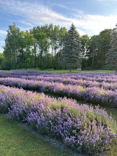 lavender field