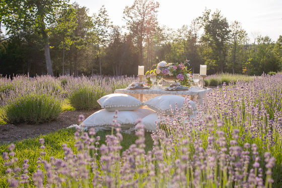 Luxury Picnic in Lavender Field