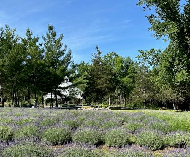 Tent & Lavender.jpg